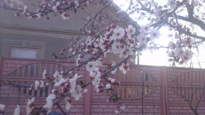 На юге Одесской области зацвели абрикосы (ФОТО) (фото) - фото 1