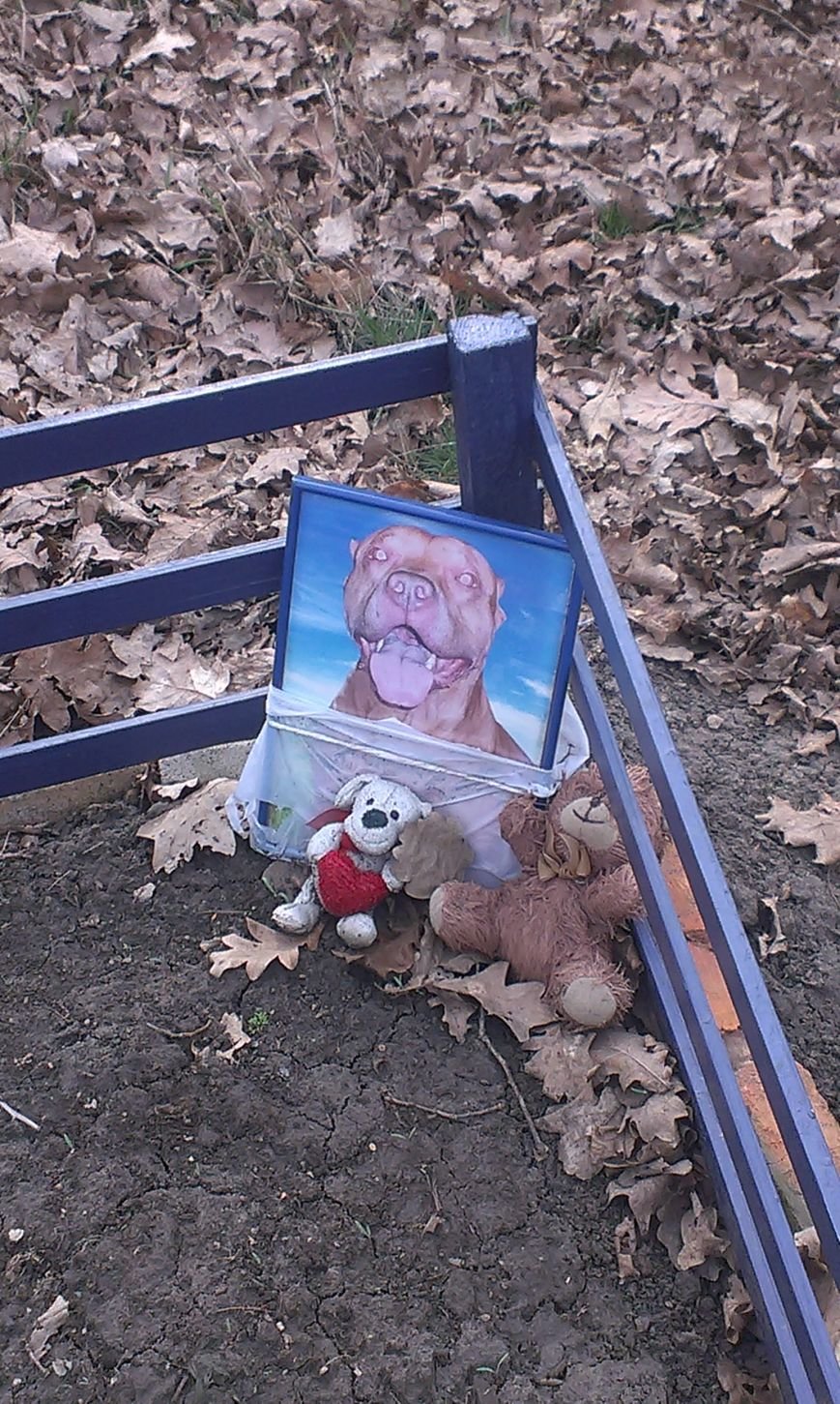 На Мемориале героической обороны Одессы собачники устроили кладбище домашних животных (ФОТО) (фото) - фото 1