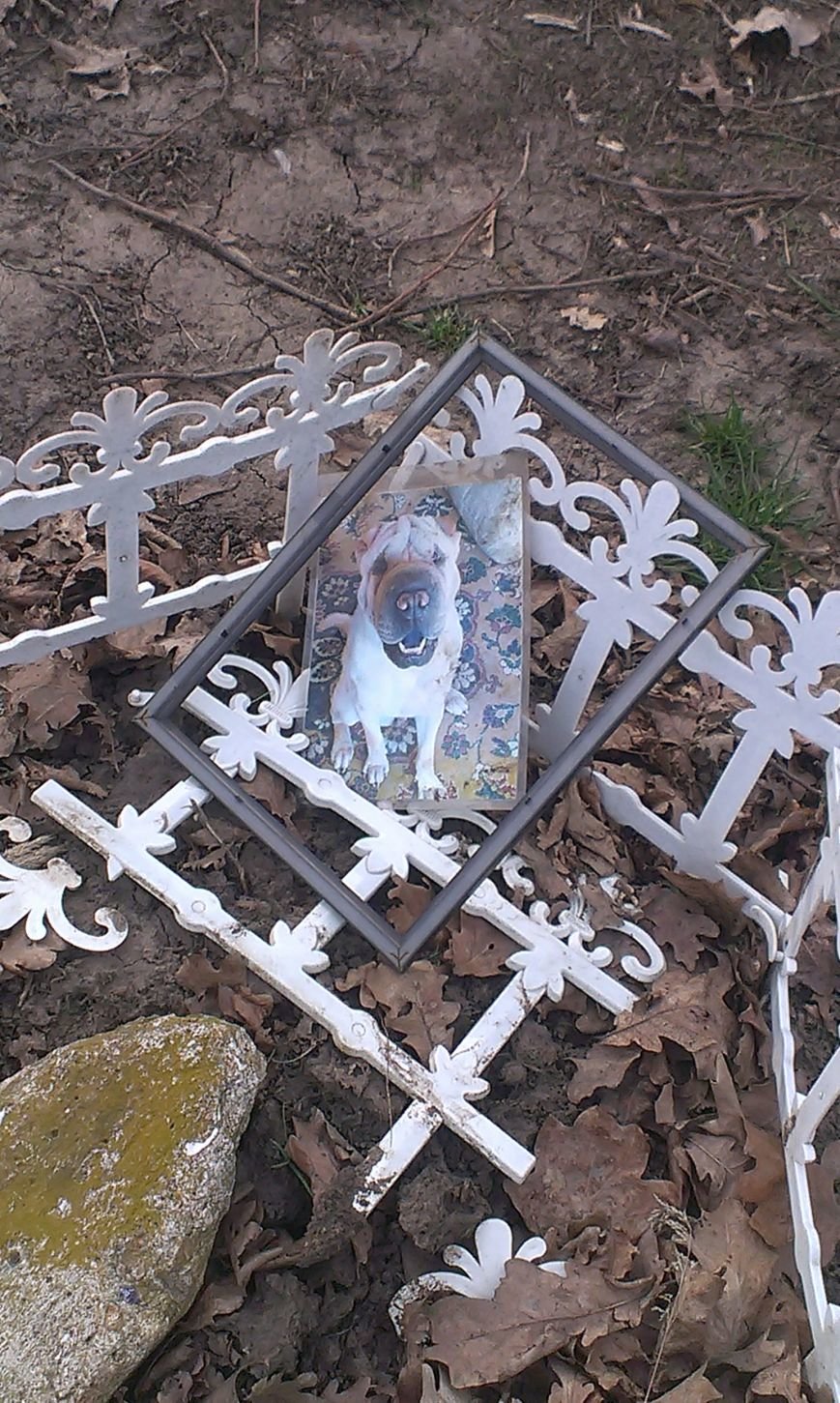 На Мемориале героической обороны Одессы собачники устроили кладбище домашних животных (ФОТО) (фото) - фото 1