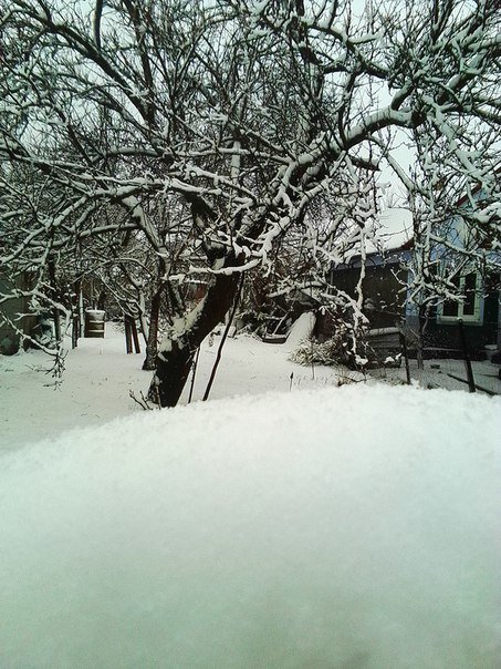 В Одесскую область вернулась зима: фото цветущих деревьев в снегу (ФОТО) (фото) - фото 1