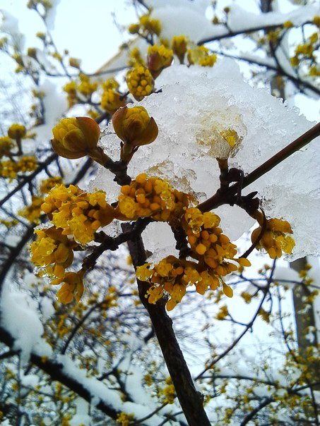 В Одесскую область вернулась зима: фото цветущих деревьев в снегу (ФОТО) (фото) - фото 1