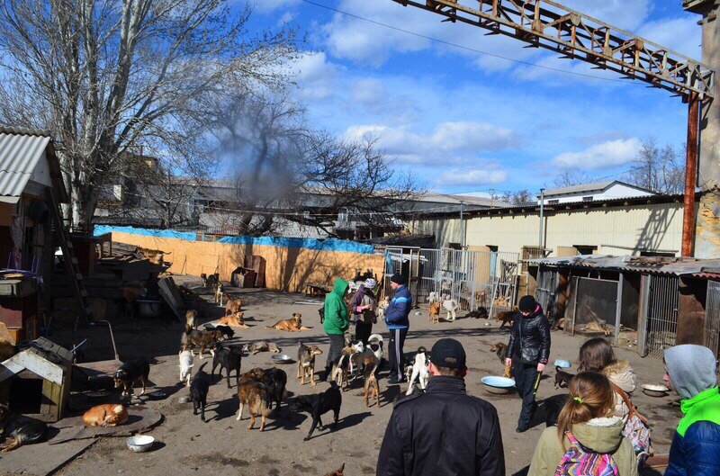 Одесские патриоты обвиняют городскую власть в наплевательском отношении к животным (ФОТО) (фото) - фото 1