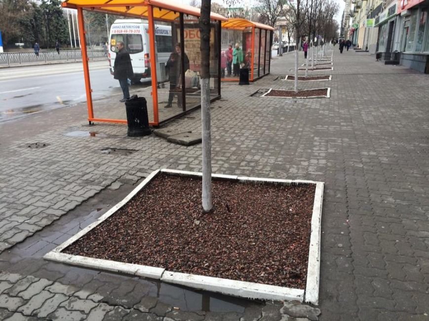 клены клены
