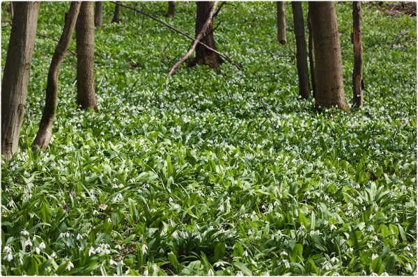 Вирватися з міста. Холодний Яр і околиці, фото-1 Вирватися з міста. Холодний Яр і околиці, фото-1