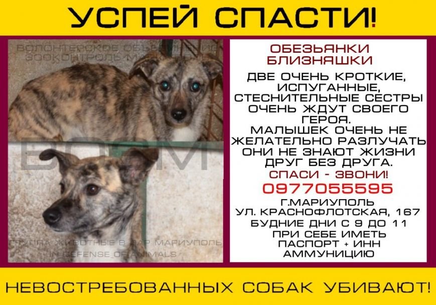 О братьях наших меньших или как помирить людей и собак (фото) - фот... О братьях наших меньших или как помирить людей и собак (фото) - фото 5