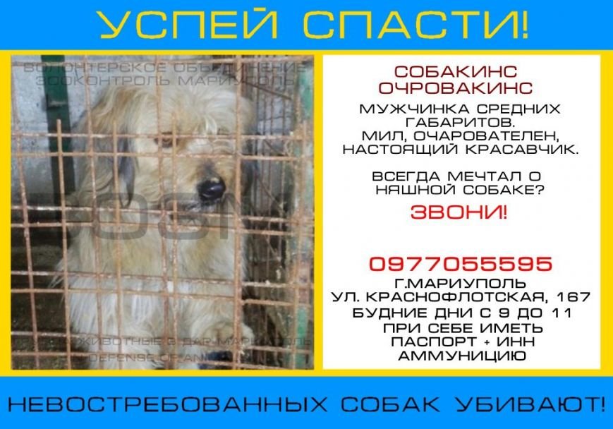 О братьях наших меньших или как примирить людей и собак, фото-1 О братьях наших меньших или как примирить людей и собак, фото-1