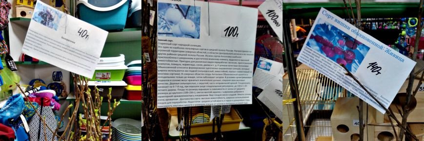 Открываем дачный сезон. Сколько стоит рассада, грунт и удобрения в Новополоцке (фото) - фото 7 Открываем дачный сезон. Сколько стоит рассада, грунт и удобрения в Новополоцке (фото) - фото 7