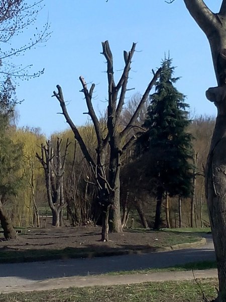 Від дерев у Тернополі майже нічого не залишилося (фото) (фото) - фото 1 Від дерев у Тернополі майже нічого не залишилося (фото) (фото) - фото 1