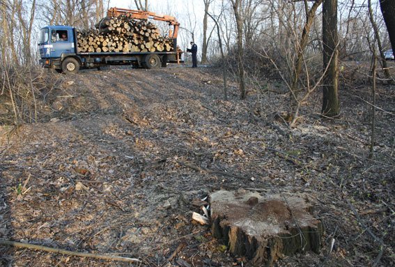 Благодаря сознательным гражданам в Кременчугском районе полиция пресекла незаконную вырубку леса (ФОТО) (фото) - фото 1 Благодаря сознательным гражданам в Кременчугском районе полиция пресекла незаконную вырубку леса (ФОТО) (фото) - фото 1