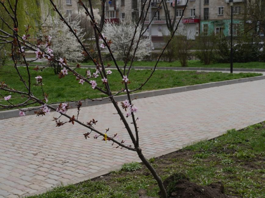 У Тернополі на «Дружбі» висадили дерева миру (Фото) (фото) - фото 1 У Тернополі на «Дружбі» висадили дерева миру (Фото) (фото) - фото 1
