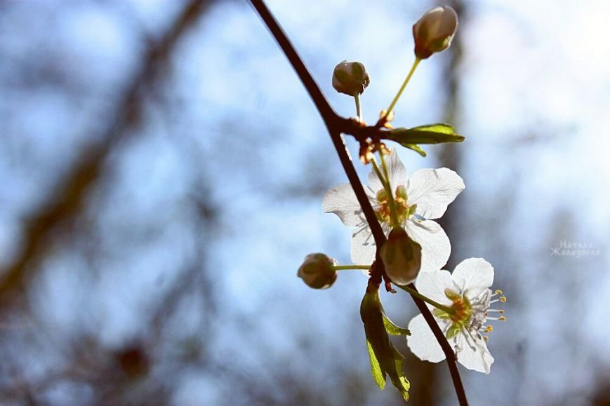 Одесса весной: самые красивые моменты (ФОТО) (фото) - фото 1