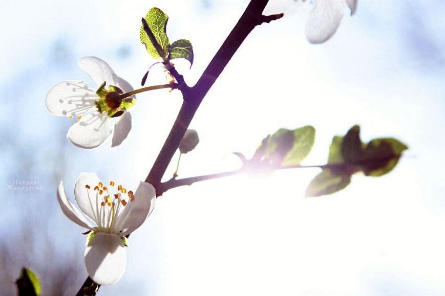 Одесса весной: самые красивые моменты (ФОТО) (фото) - фото 1