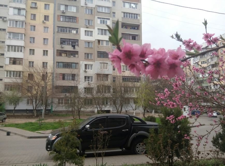 В Одессе зацвела сакура (ФОТО) (фото) - фото 1