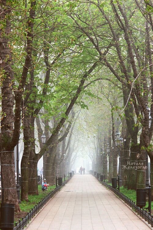 Одесса в тумане: красивые снимки центра города (ФОТО) (фото) - фото 1