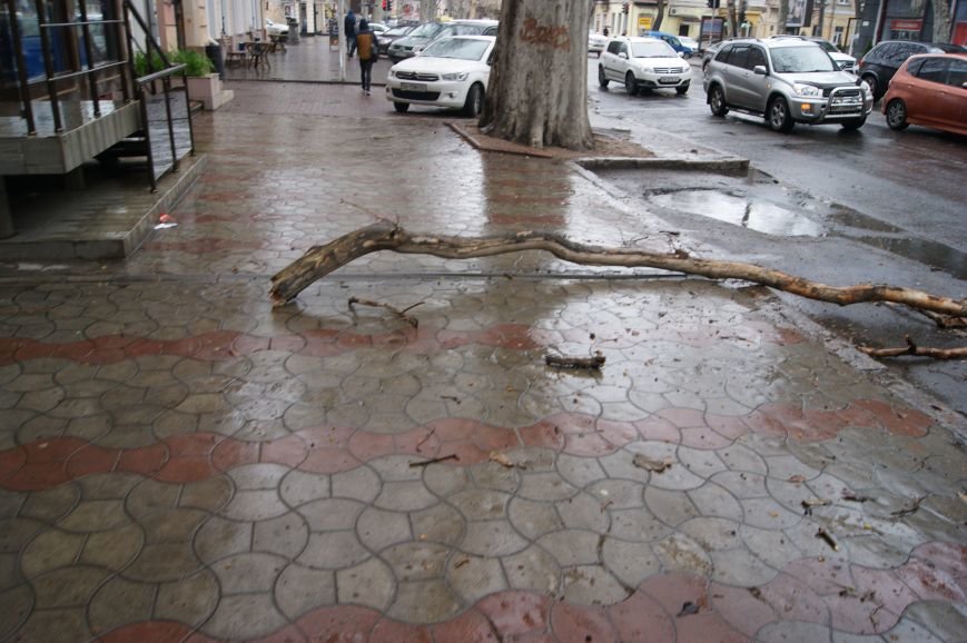 В центре Одессы огромная ветка рухнула на автомобильную парковку (ФОТО) (фото) - фото 1