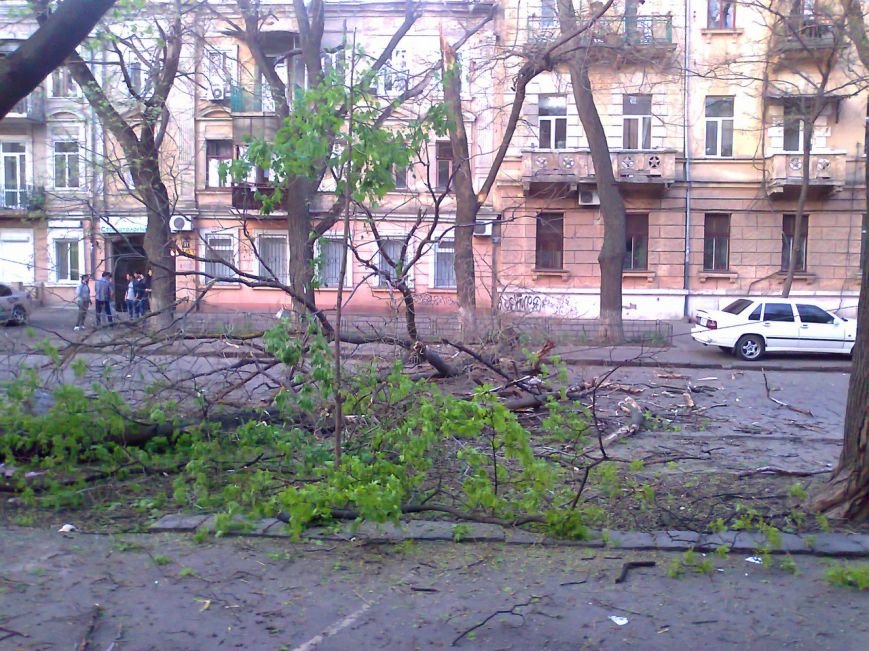 В центре Одессы дерево рухнуло на дорогу (ФОТО, ВИДЕО) (фото) - фото 1