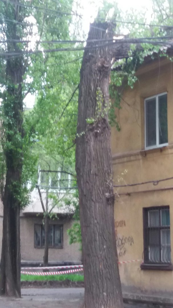 В Кривом Роге на крышу жилого дома рухнуло дерево (ФОТО) (фото) - фото 1 В Кривом Роге на крышу жилого дома рухнуло дерево (ФОТО) (фото) - фото 1