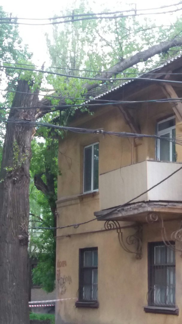 В Кривом Роге на крышу жилого дома рухнуло дерево (ФОТО) (фото) - фото 1 В Кривом Роге на крышу жилого дома рухнуло дерево (ФОТО) (фото) - фото 1