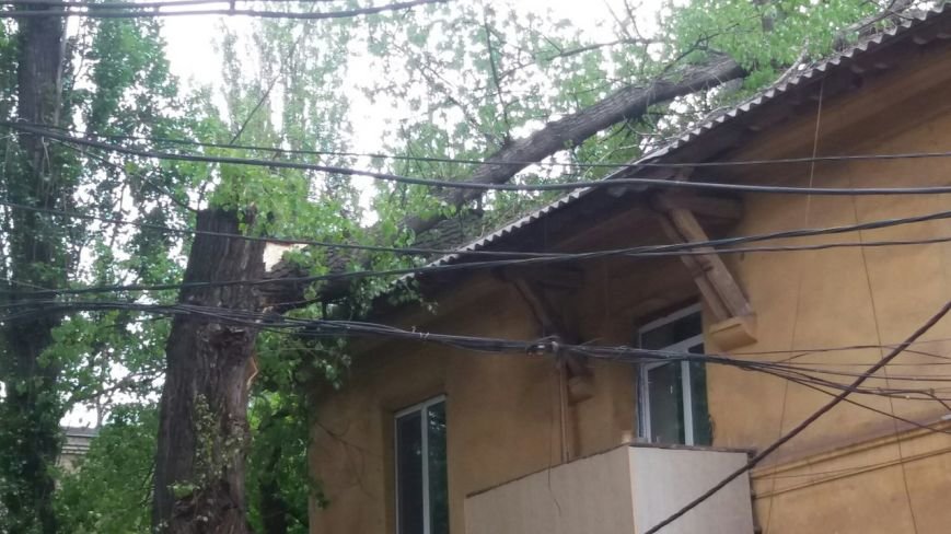 В Кривом Роге на крышу жилого дома рухнуло дерево (ФОТО) (фото) - фото 1 В Кривом Роге на крышу жилого дома рухнуло дерево (ФОТО) (фото) - фото 1