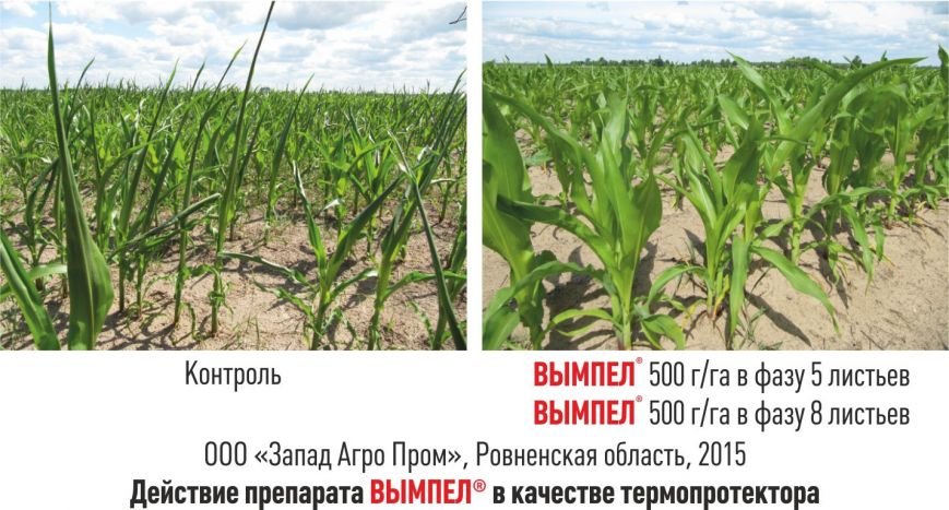кукуруза ру кукуруза ру