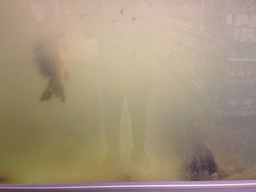 В известном супермаркете под Одессой сфотографировали аквариум с погибшей рыбой (ФОТО) (фото) - фото 1
