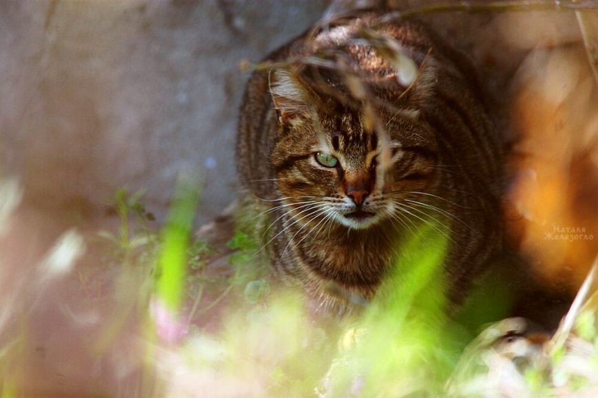 Сам ты «мимими»: фотоподборка самых неприветливых котов из Одессы (ФОТО) (фото) - фото 1
