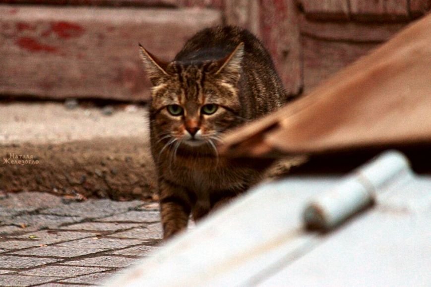 Сам ты «мимими»: фотоподборка самых неприветливых котов из Одессы (ФОТО) (фото) - фото 1