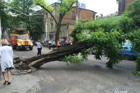 дерево_гл дерево_гл