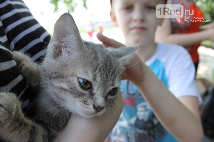 субКот субКот
