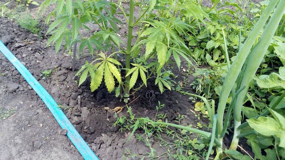 Бахмут наркотики за 2 дня 11.06 3 Бахмут наркотики за 2 дня 11.06 3