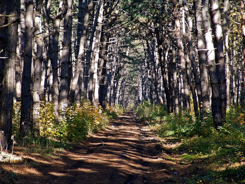 Щеп2 Щеп2