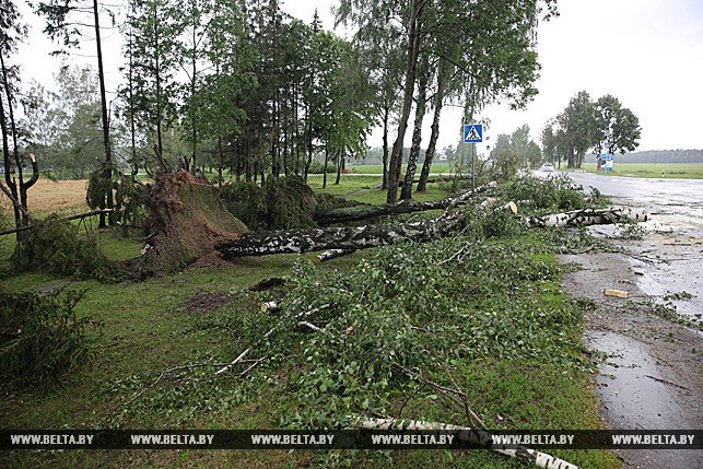 Смерч снова прошелся по Витебской области: разбитые машины, поваленные деревья, обесточенные деревни, фото-5