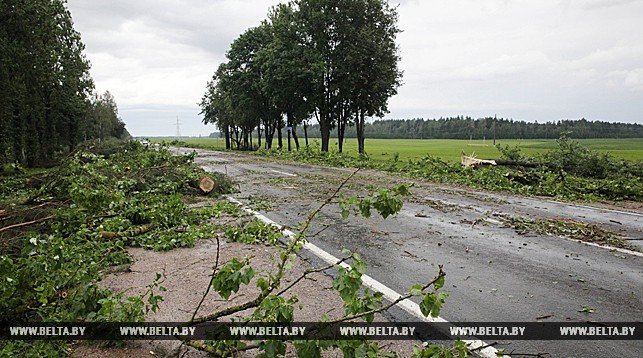 Смерч снова прошелся по Витебской области: разбитые машины, поваленные деревья, обесточенные деревни, фото-7