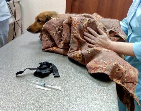 О вине за сбитую собаку в Сыктывкаре разгорелся спор, фото-1