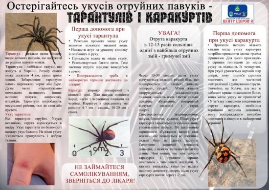 паук паук