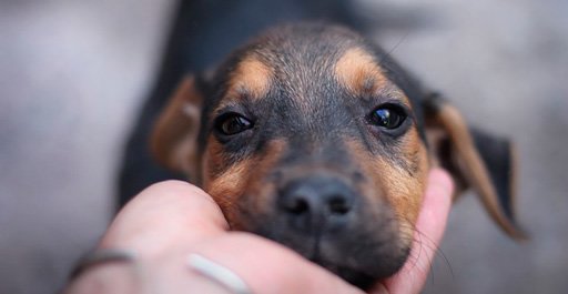 Як звільнити Білу Церкву від безпритульних собак?, фото-4 Як звільнити Білу Церкву від безпритульних собак?, фото-4