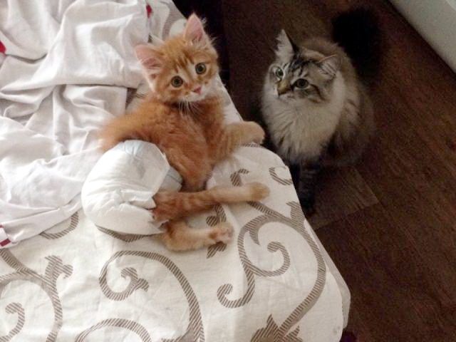 Котик-2 Котик-2