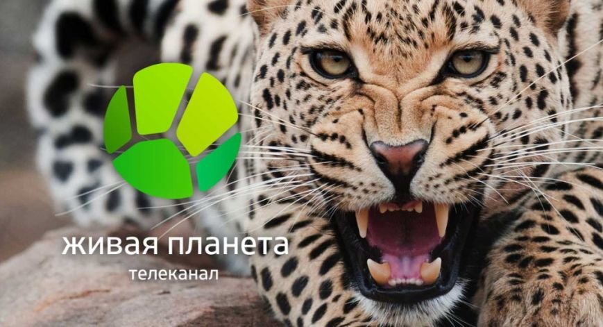 живаяпла живаяпла