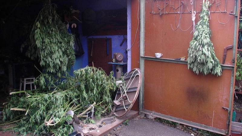 kannabis (02) kannabis (02)