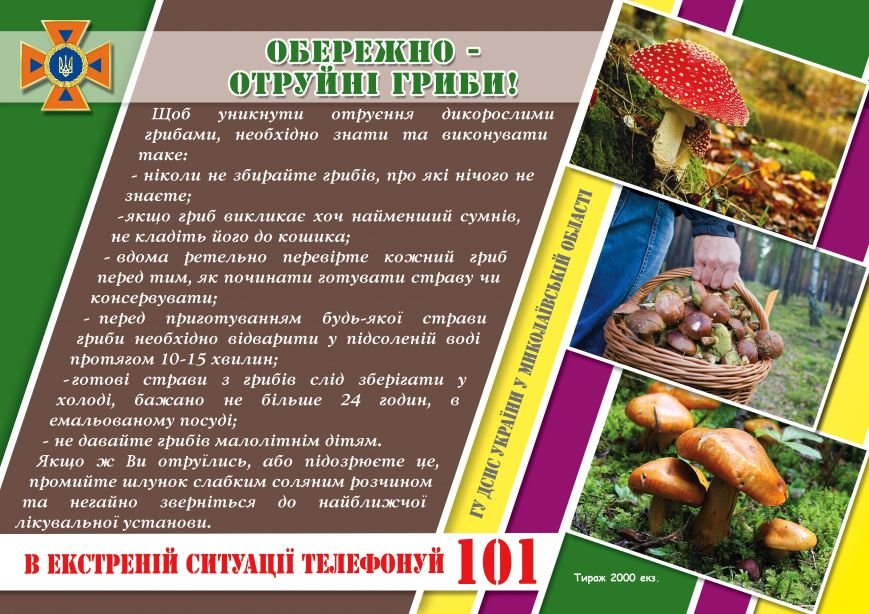 ГРИБ ГРИБ