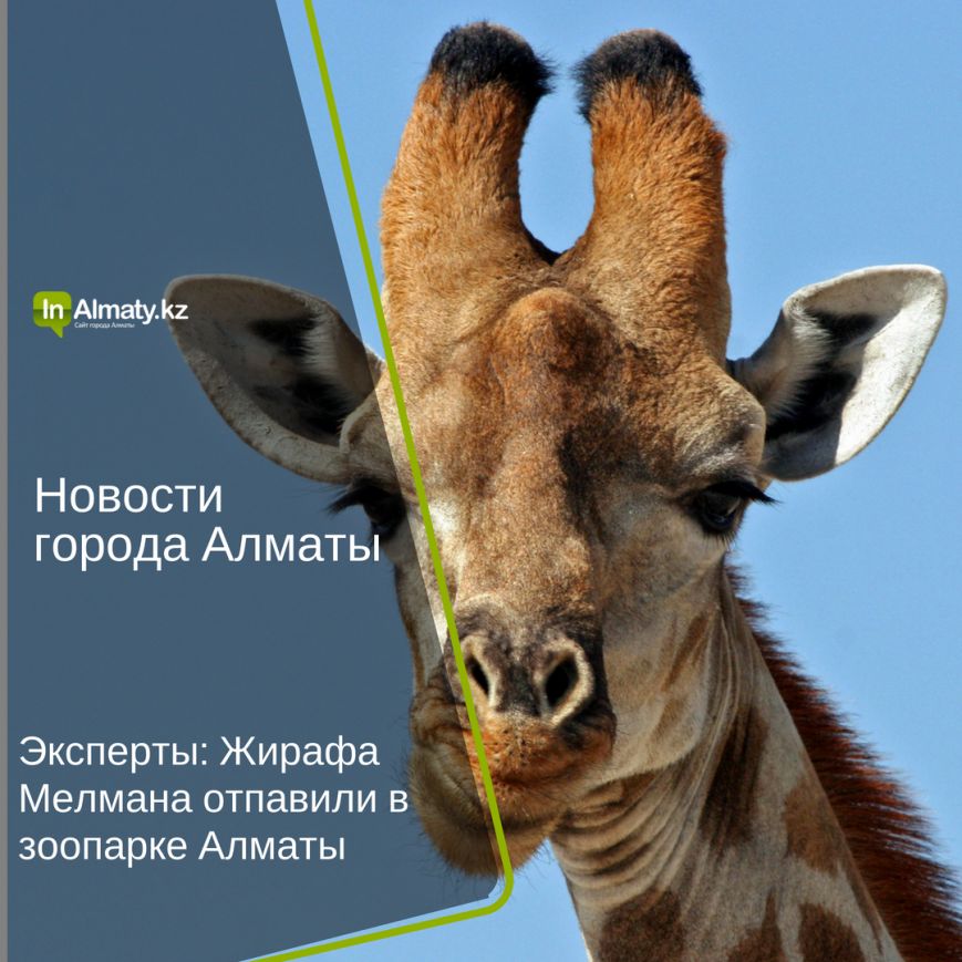inAlmaty (8) inAlmaty (8)
