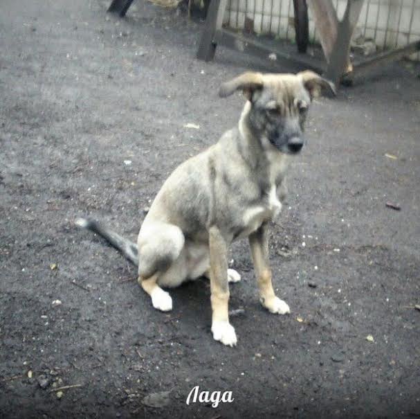 Лад1 Лад1