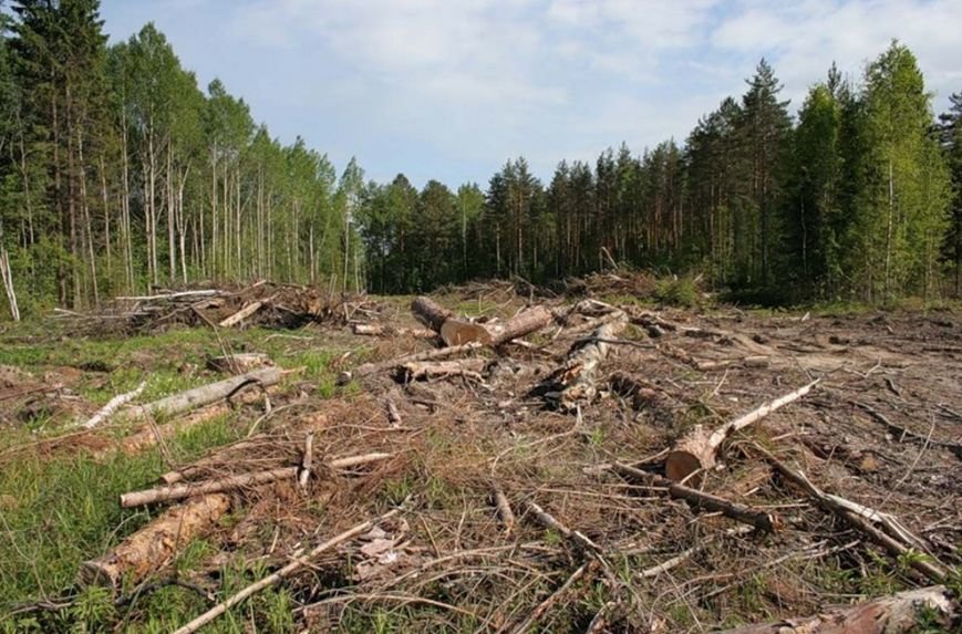вирубка_лісу_карпати вирубка_лісу_карпати