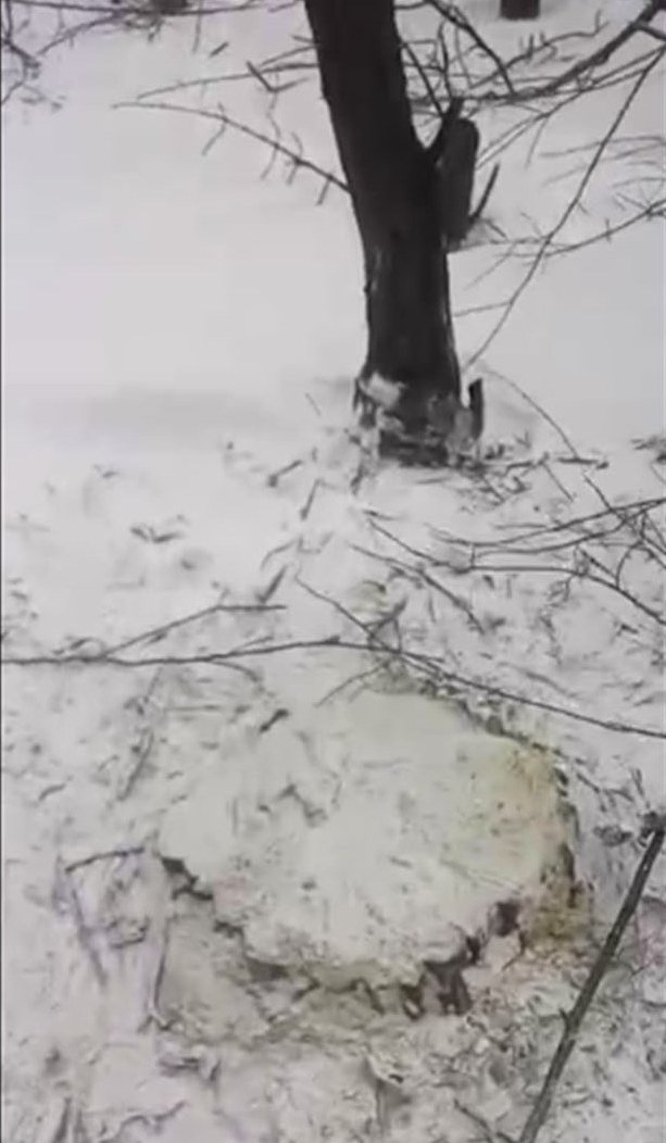 деревья7 деревья7