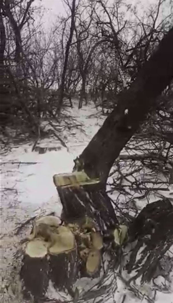 деревья4 деревья4