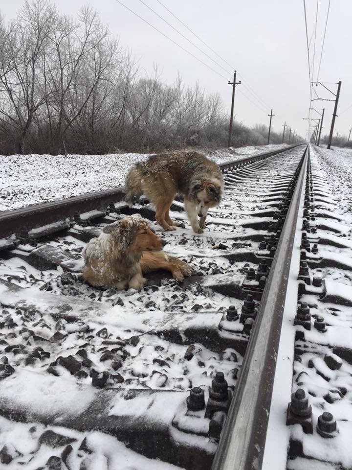 собака собака