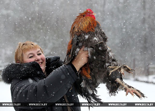 Новогодняя птица счастья, или В поисках Огненного Петуха. Р..., фото-5 Новогодняя птица счастья, или В поисках Огненного Петуха. Репортаж БЕЛТА из Полоцка и Азино, фото-5