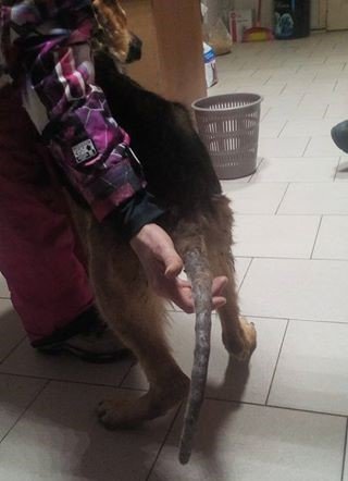 хвост хвост
