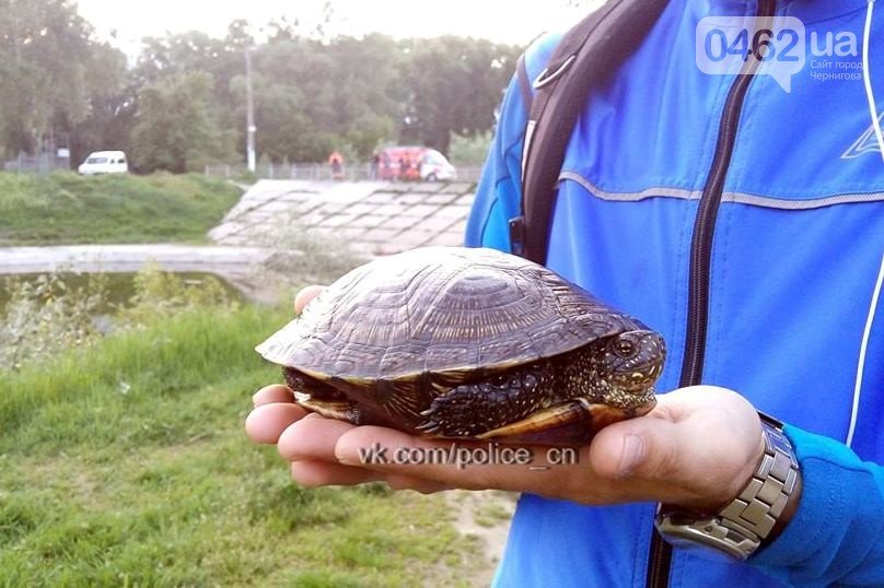 черепаху черепаху