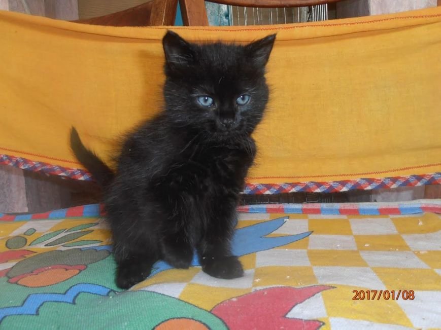 котенок котенок